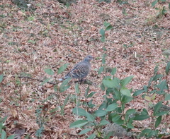 Streptopelia orientalis