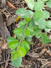 Ehretia rigida nervifolia