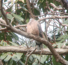 Streptopelia orientalis