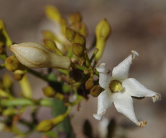 Brachychiton australis