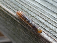 Sunira circellaris