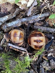 Mitrastemon yamamotoi