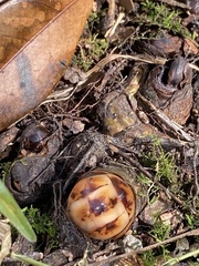 Mitrastemon yamamotoi