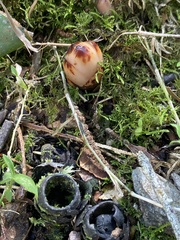 Mitrastemon yamamotoi