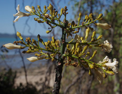 Brachychiton australis