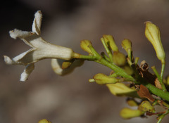 Brachychiton australis
