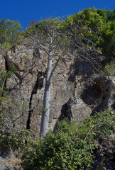 Brachychiton australis