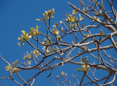 Brachychiton australis