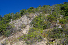 Brachychiton australis