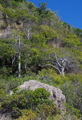 Brachychiton australis