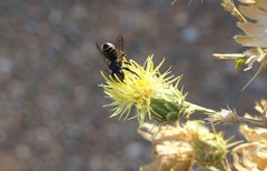 Megachile octosignata