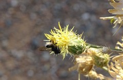 Megachile octosignata