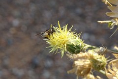 Megachile octosignata