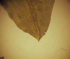 Encalypta microstoma