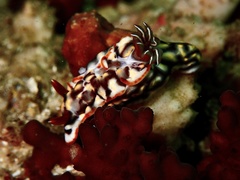 Hypselodoris jacksoni