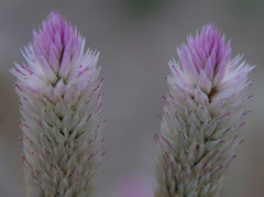 Celosia argentea