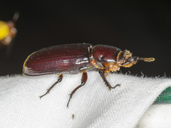 Aulacocyclus