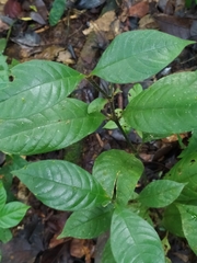 Palicourea glabra