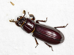 Aulacocyclus