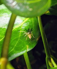 Cheiracanthium erraticum