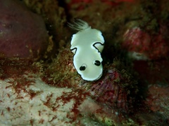 Glossodoris angasi