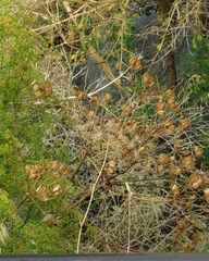 Prangos ferulacea