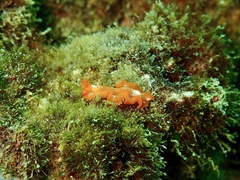 Phrikoceros