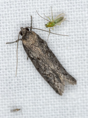 Ericrypsina chorodoxa