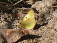 Colias croceus