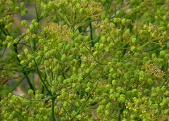 Bilacunaria