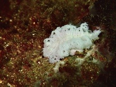 Tritoniopsis elegans