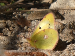 Colias croceus