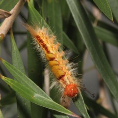 Orgyia australis
