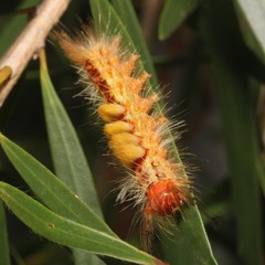 Orgyia australis