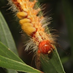 Orgyia australis