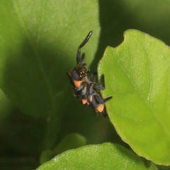 Coccinella transversalis