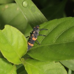 Coccinella transversalis