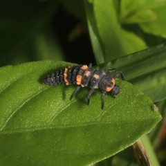 Coccinella transversalis