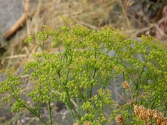 Bilacunaria