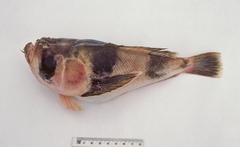 Ichthyscopus barbatus