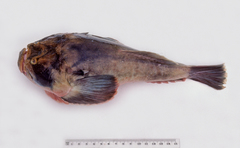 Kathetostoma laeve