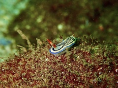 Hypselodoris maritima