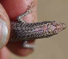 Cryptoblepharus metallicus