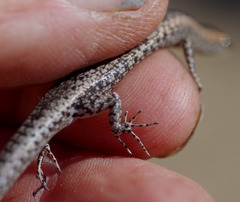 Cryptoblepharus metallicus