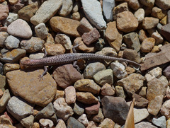 Cryptoblepharus metallicus