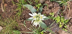 Ornithogalum lanceolatum