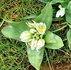 Ornithogalum lanceolatum