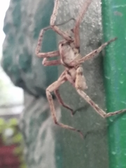 Araneae