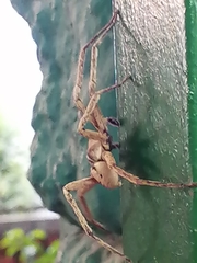 Araneae
