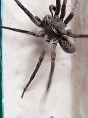 Araneae